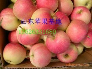 山東日照嘎啦蘋果 果型碩大，口感絕佳，基地直銷的優(yōu)質(zhì)農(nóng)副產(chǎn)品
